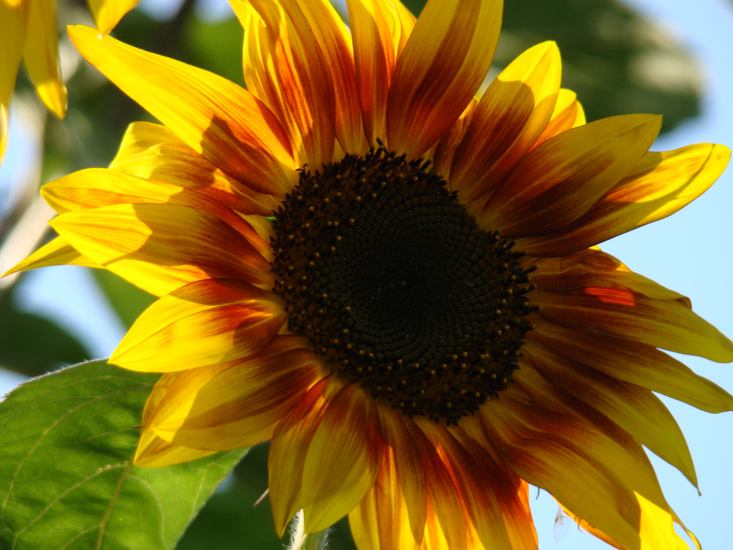 orange-gelbe Sonnenblume