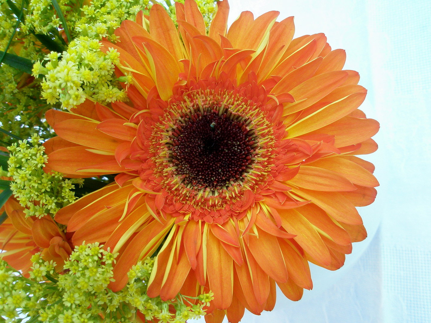 Orange Gerbera