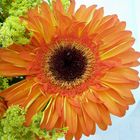 Orange Gerbera