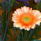 Orange Gerbera