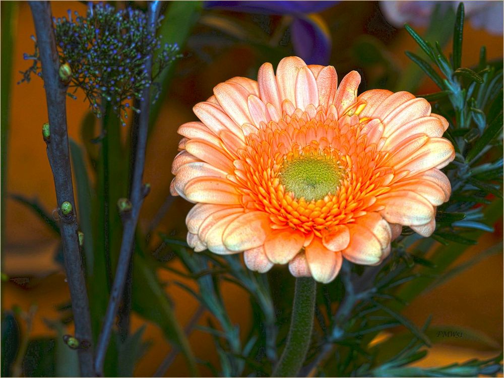 Orange Gerbera