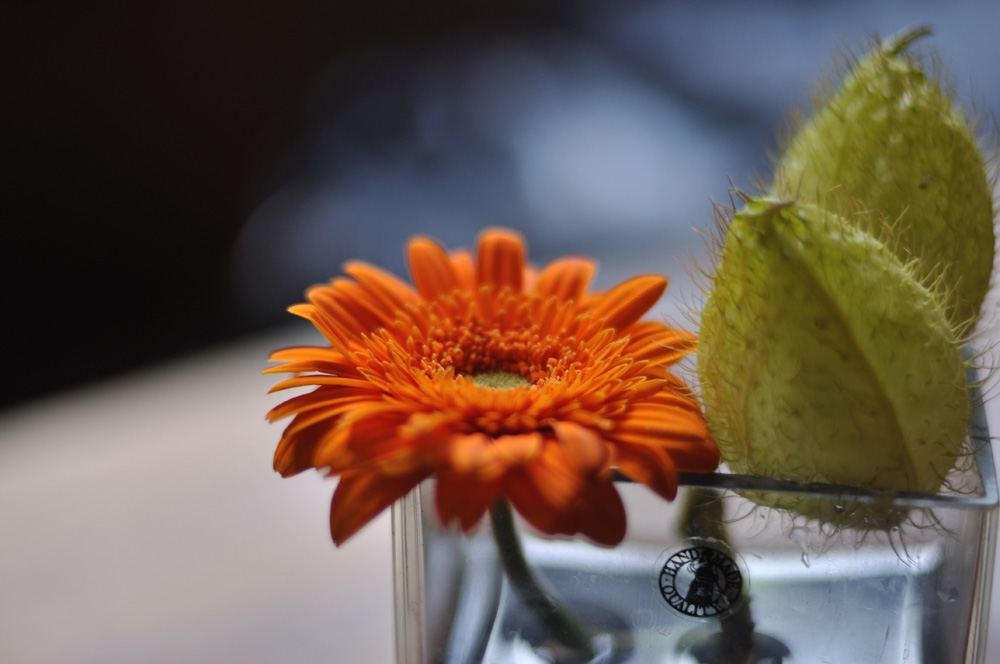 orange gerbera....