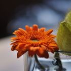 orange gerbera....