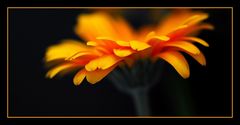 Orange-Gerbera