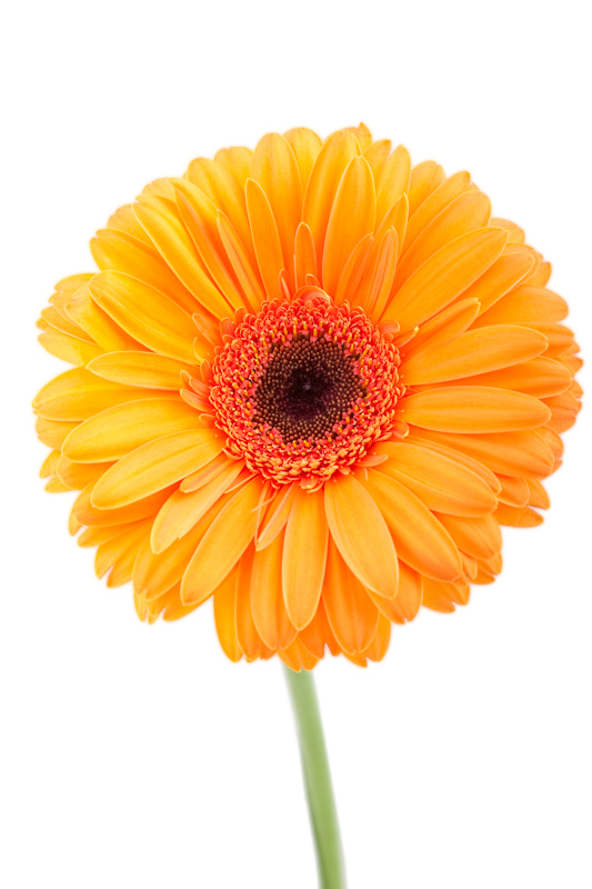 orange Gerbera