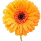 orange Gerbera