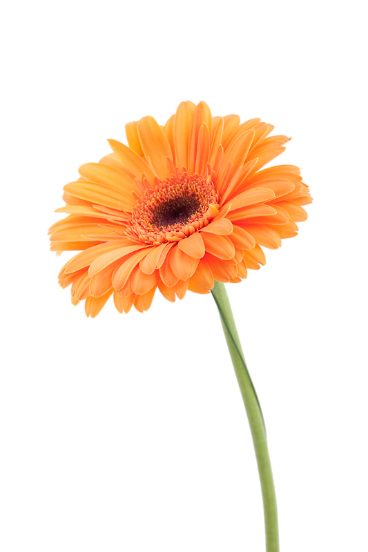 orange Gerbera II