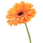 orange Gerbera II