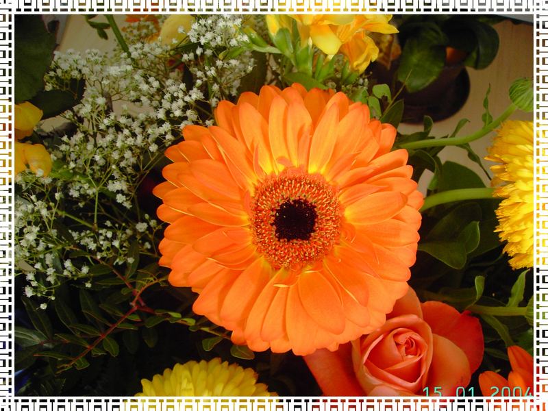 Orange Gerberas