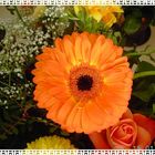 Orange Gerberas