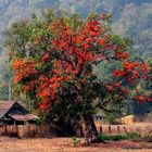 Orange gesehen am Wat Phou