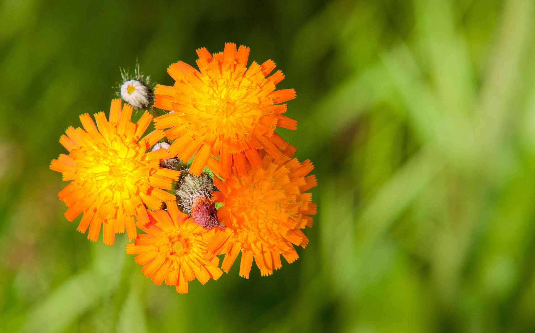 Orange - Grün