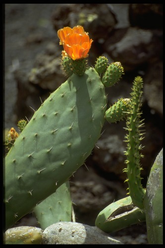 Orange-grün