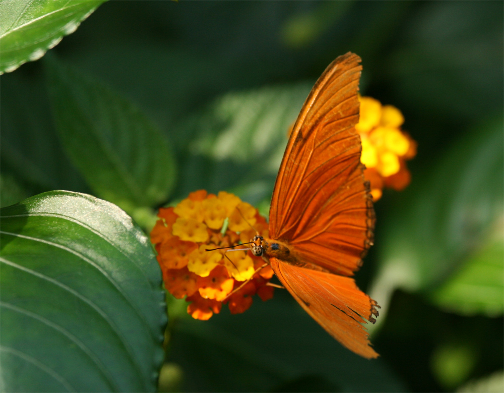 Orange - Grün