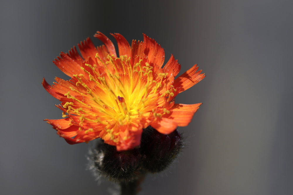 Orange hawk bit (Pilosella aurantiaca)