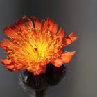 Orange hawk bit (Pilosella aurantiaca)