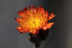 Orange hawk bit with a spider