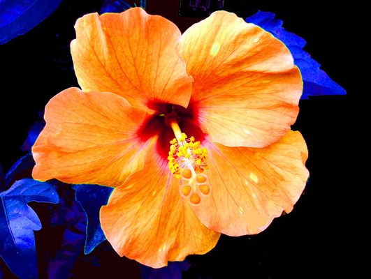 Orange Hibiscus