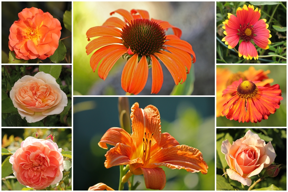 Orange im Garten