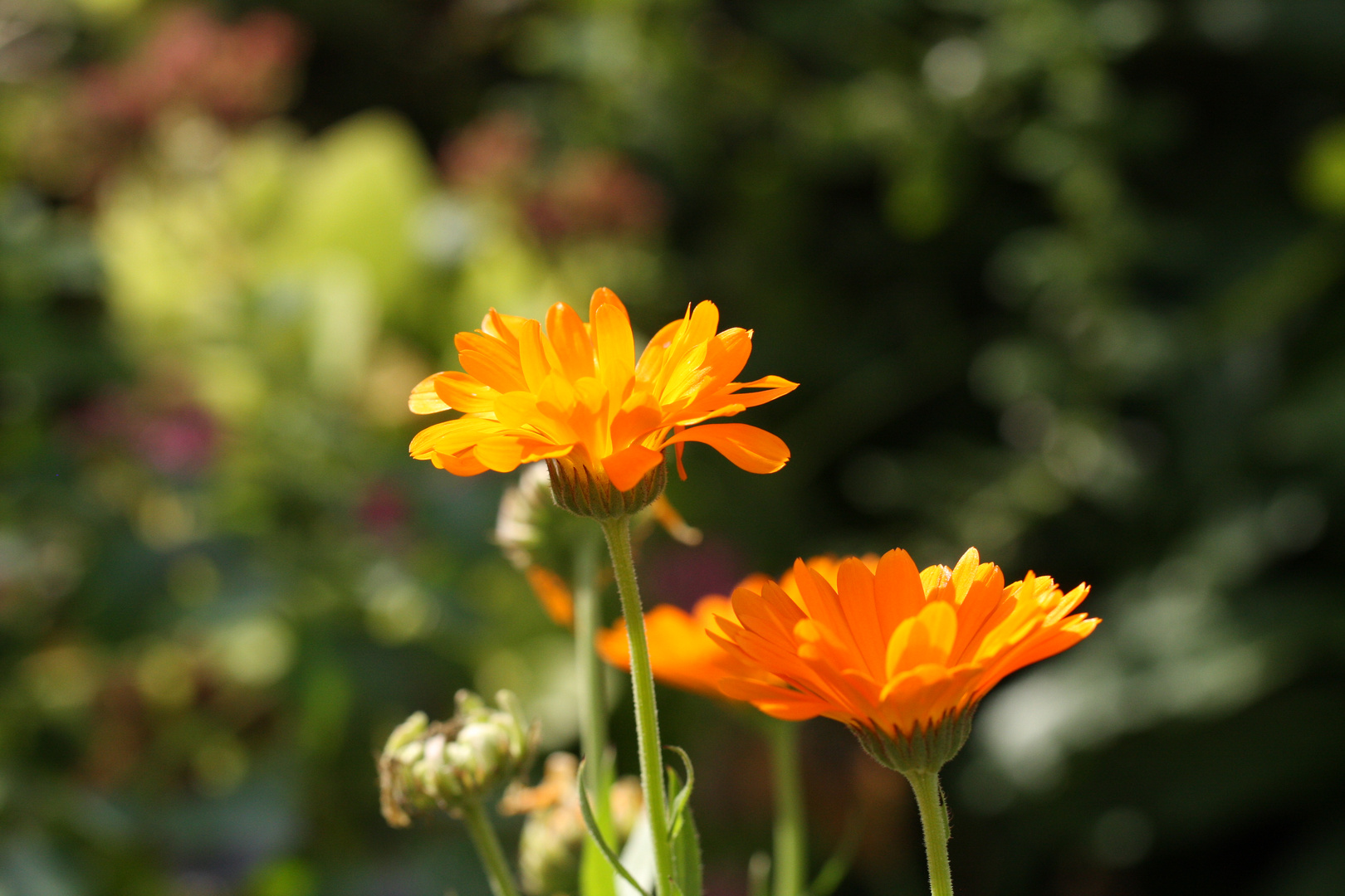 Orange im Gegenlicht