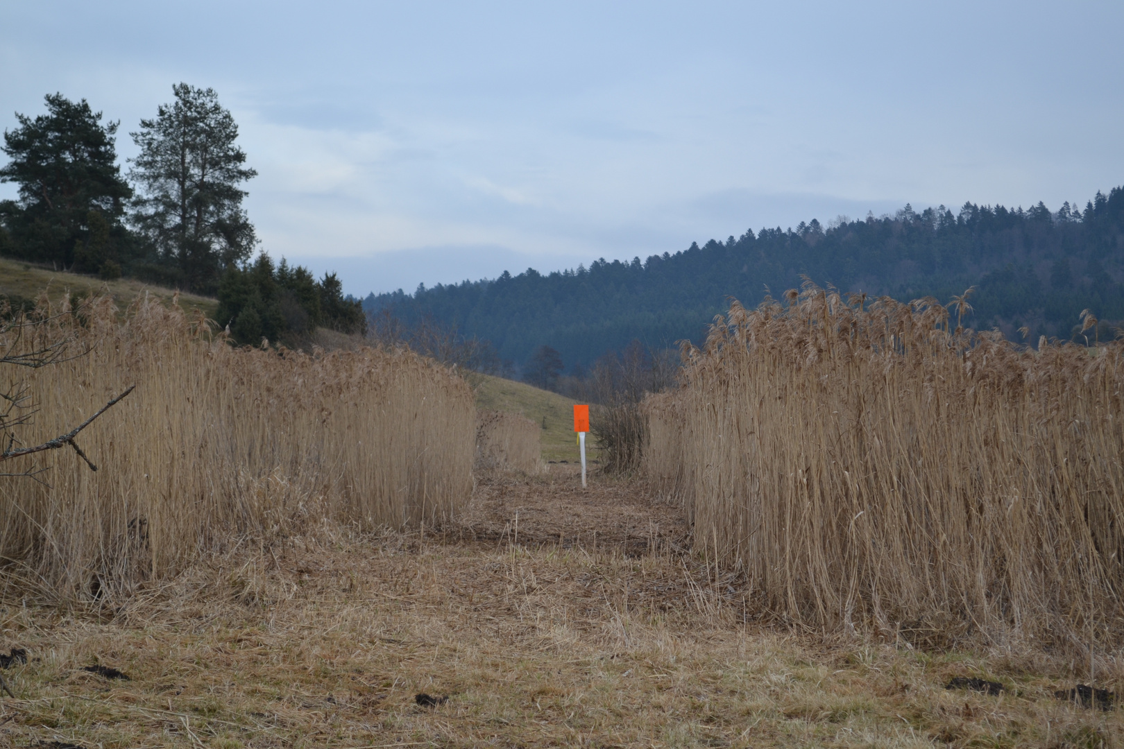 orange im Schilf