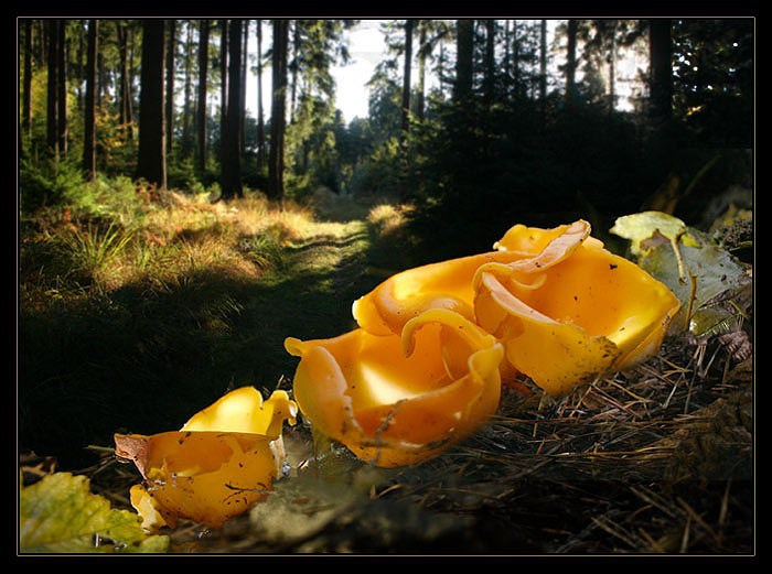 Orange im Sonnenschein