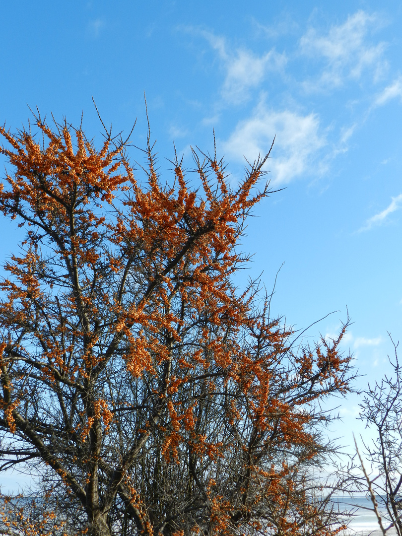 Orange im Winter