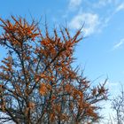 Orange im Winter