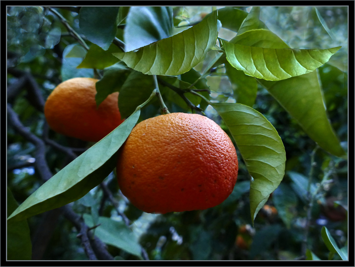  Orange  im Zitrusgarten 