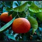  Orange  im Zitrusgarten 