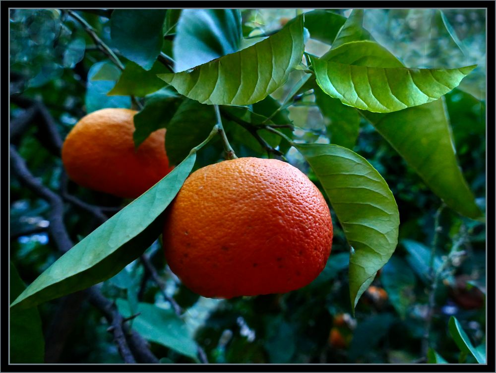  Orange  im Zitrusgarten 