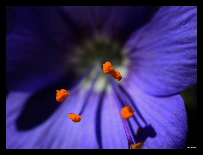 Orange in Blau