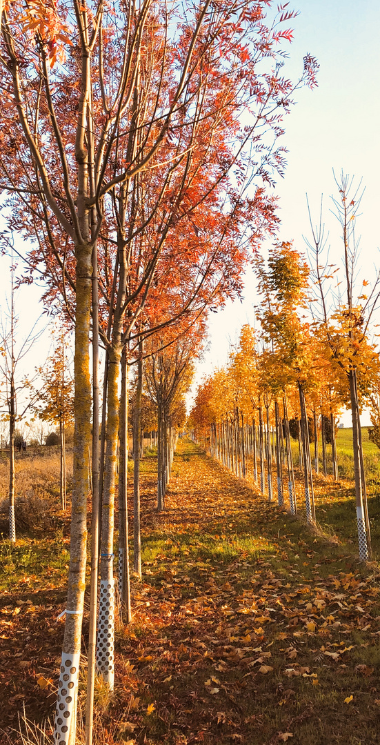 Orange in den Herbst