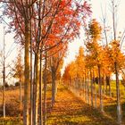 Orange in den Herbst