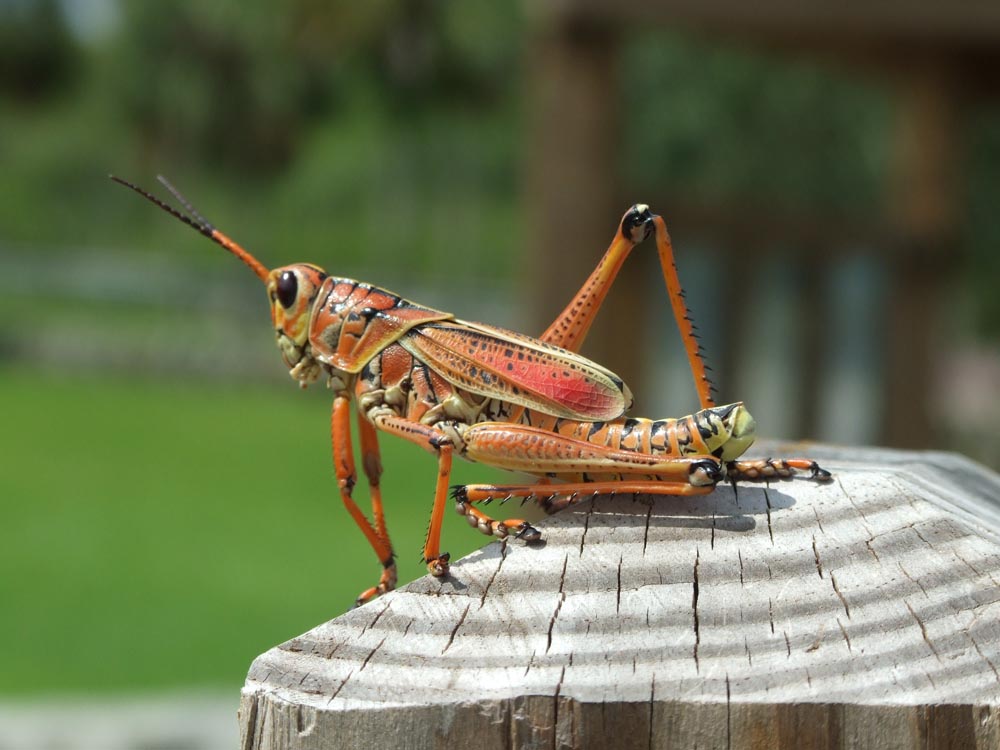 Orange in Florida?