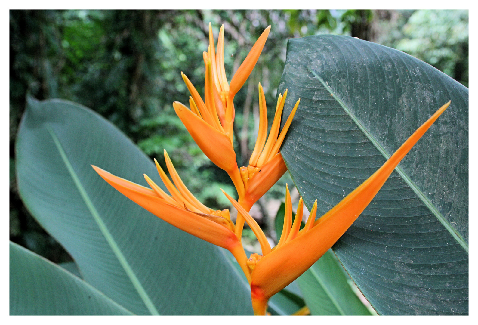 Orange in the Green