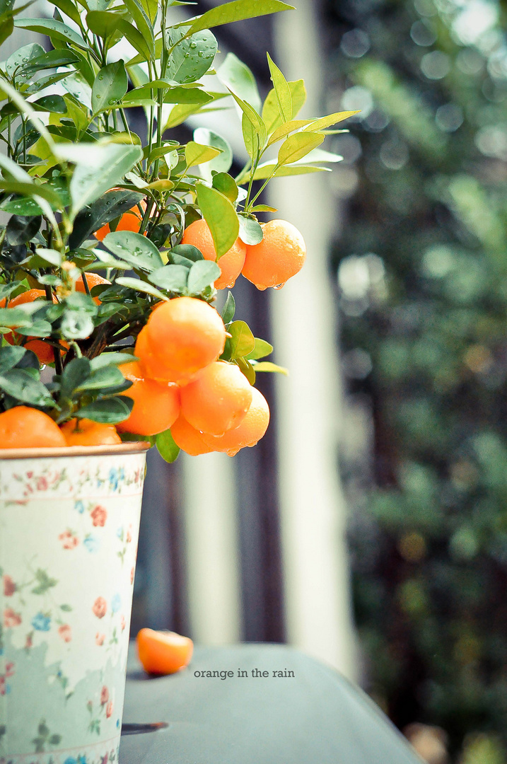 orange in the rain