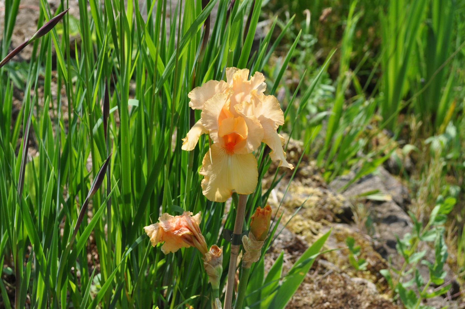 Orange Iris