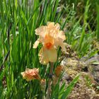 Orange Iris