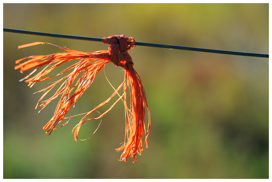 orange knot