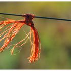 orange knot