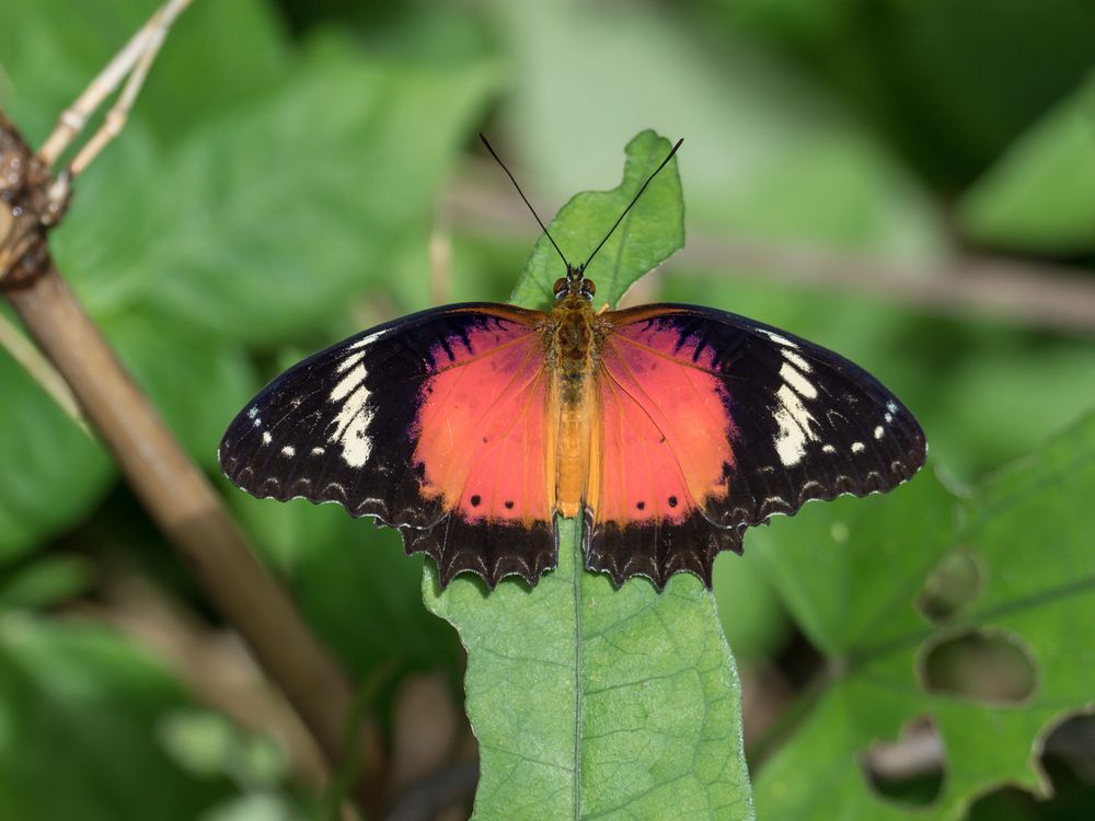 Orange Lacewing