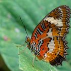 Orange Lacewing