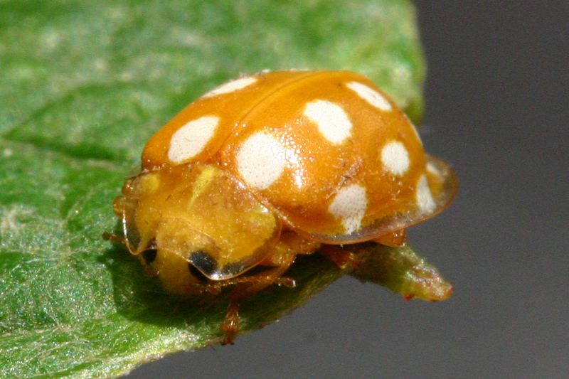 Orange Ladybird