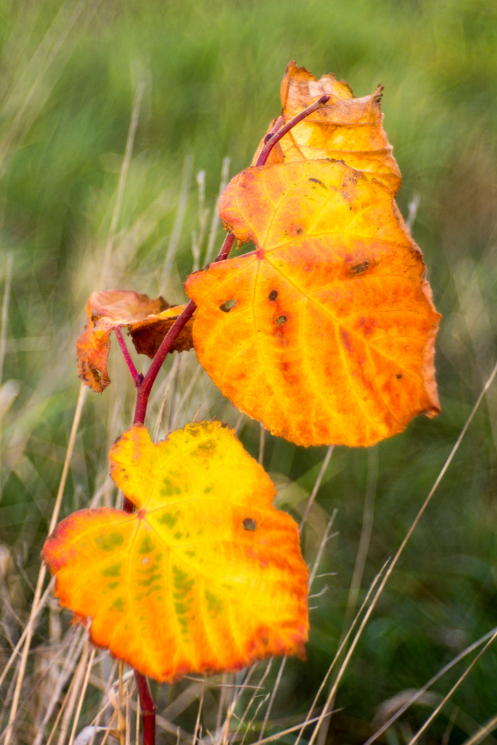 Orange leaves