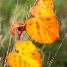 Orange leaves