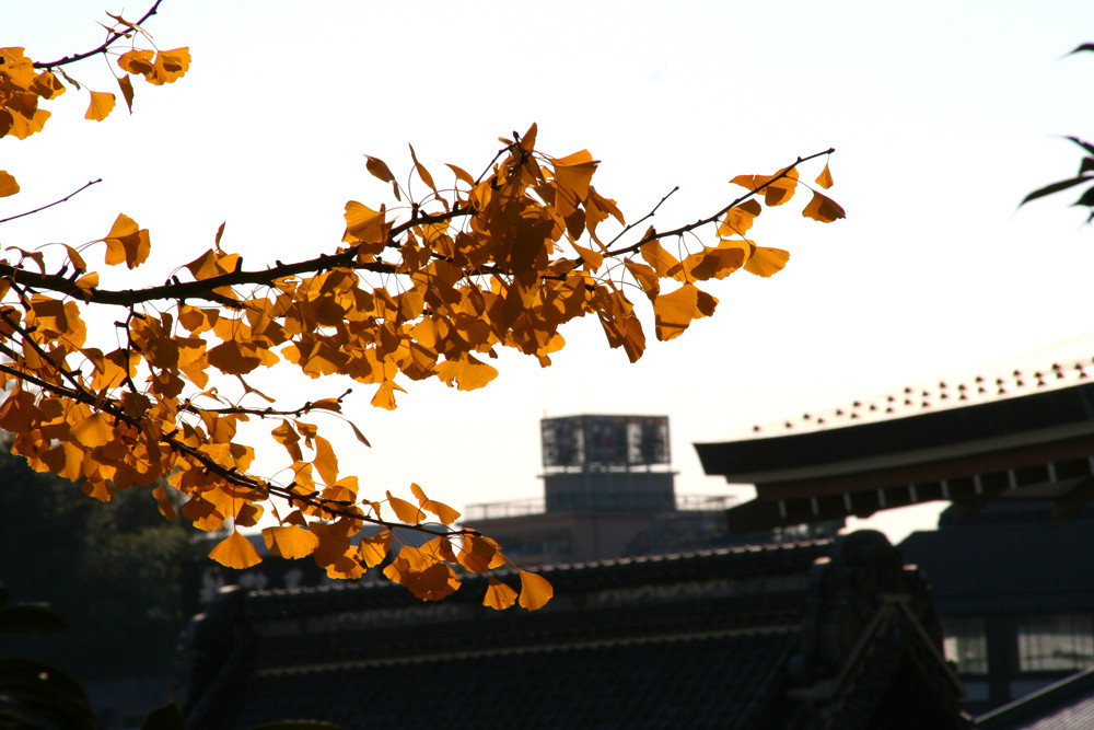 Orange Leaves - Narita, Japan.