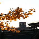 Orange Leaves - Narita, Japan.