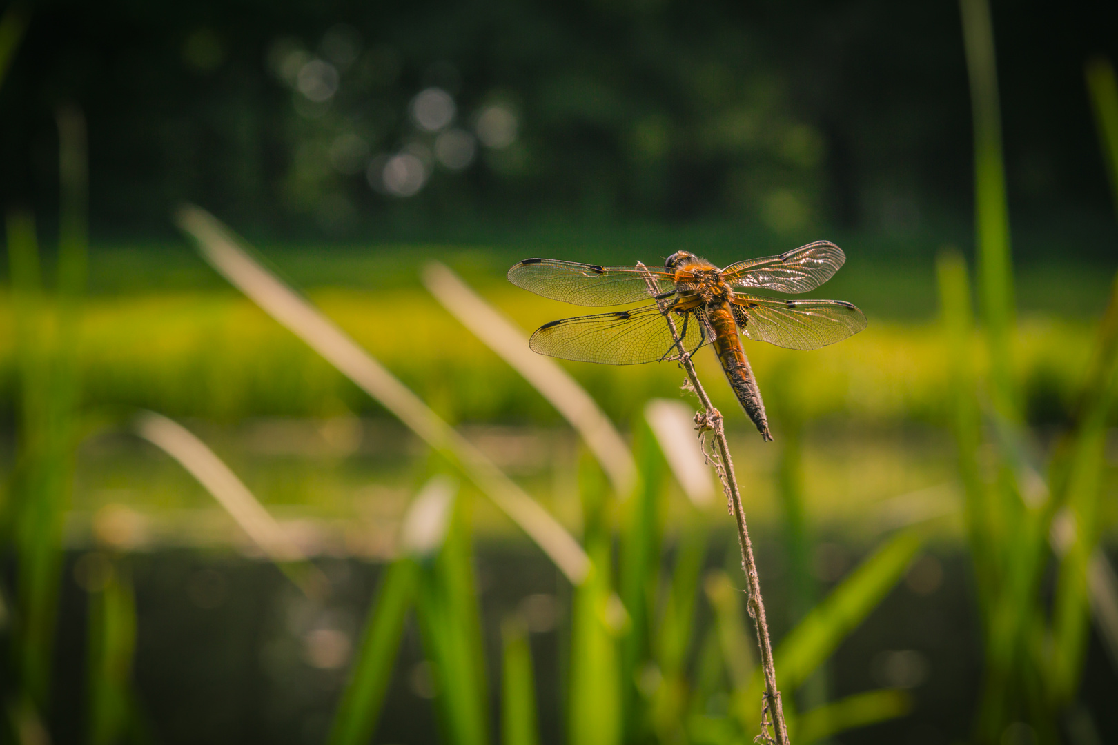 Orange Libelle