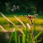 Orange Libelle